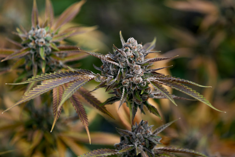 Gelato Cannabis Live Plant Grown by Rubicon Organics